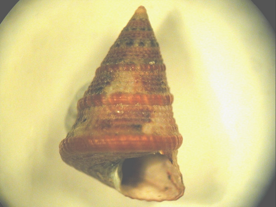 Jujubinus exasperatus corallinus